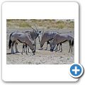 Kgalagadi Tranfrontier Park - Oryx-Antilope