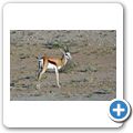 Kgalagadi Tranfrontier Park - Springbock