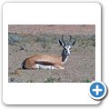 Kgalagadi Tranfrontier Park - Springbock