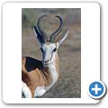 Kgalagadi Tranfrontier Park - Springbock
