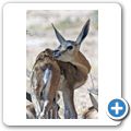 Kgalagadi Tranfrontier Park - Springbock