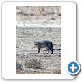 Kgalagadi Tranfrontier Park - afrikanische Wildkatze