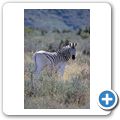 Karoo National Park - Quagga-Nachzucht