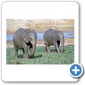 Addo Elephant National Park - Elefant