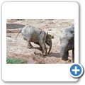 Addo Elephant National Park - Elefant