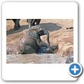 Addo Elephant National Park - Elefant