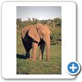 Addo Elephant National Park - Elefant