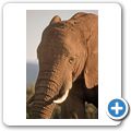Addo Elephant National Park - Elefant