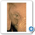 Addo Elephant National Park - Elefant