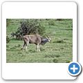 Addo Elephant National Park - Eland Antilope