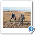 Garden Route Game Lodge - Elefant