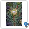 Tolbos Farm - -Protea