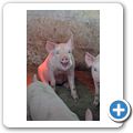 Tolbos Farm - Schweinezucht