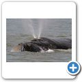 Southern Right Whale