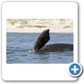 Southern Right Whale