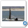 Southern Right Whale