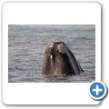 Southern Right Whale