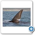 Southern Right Whale