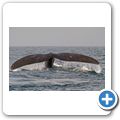 Southern Right Whale