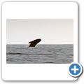 Southern Right Whale