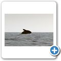 Southern Right Whale