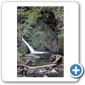 Goldstream Provincial Park - Goldstream Falls