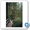 Pacific Rim National Park - Rainforrest Trail