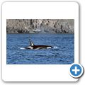 Whale-Watching in der Juan de Fuca Stra&szlig;e - Orca