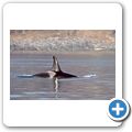 Whale-Watching in der Juan de Fuca Stra&szlig;e - Orca