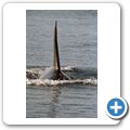 Whale-Watching in der Juan de Fuca Stra&szlig;e - Orca