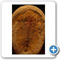 Drumheller - Royal Tyrell Museum - Trilobit