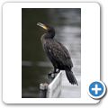 Ein Paradies f&uuml;r Vogelbeobachter - Kormoran