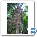 Insel "Praslin" -  Vall&Atilde;&copy;e de Mai - Coco de Mer