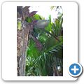 Insel "Praslin" -  Vall&Atilde;&copy;e de Mai - Coco de Mer