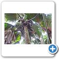 Insel "Praslin" -  Vall&Atilde;&copy;e de Mai - Coco de Mer