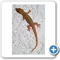 Gecko
