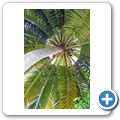 Kokospalme