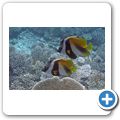 Phantom-Wimpelfisch