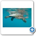 Echte Karettschildkröte