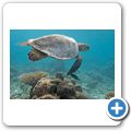 Echte Karettschildkröte