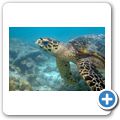 Echte Karettschildkröte
