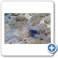 Doktorfisch