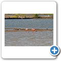 Sint Willibrordus - Lagune mit Flamingos