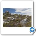 Tafelberg - Fynbos