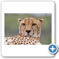 Spier Wine Farm - Cheetah Outreach Foundation - Gepard