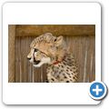 Spier Wine Farm - Cheetah Outreach Foundation - Gepard