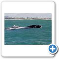 Southern Right Whale