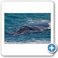 Southern Right Whale