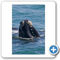 Southern Right Whale