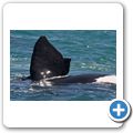 Southern Right Whale